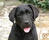 Labrador Retriever Puppy 9Y415D-031